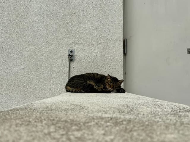 猫の家