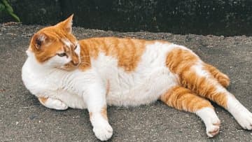 府大猫