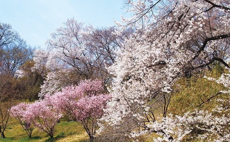 植物園の桜ライトアップ